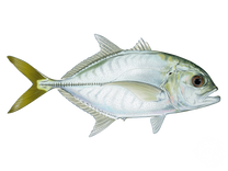 Horse-Eye Jack