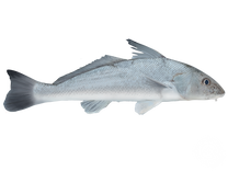 Kingcroaker