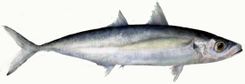 Mackerel Scad
