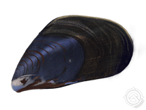 Mediterranean Mussels
