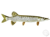 Muskellunge fish