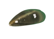New Zealand Green Lip Mussel