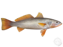 Orangemouth Weakfish
