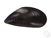 Pacific Blue Mussel