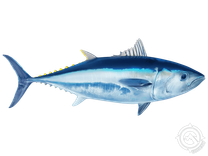 Pacific Bluefin Tuna