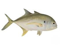 Pacific Crevalle Jack