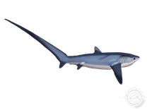 Pelagic Thresher
