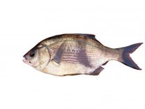 Pile Perch
