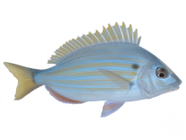 Pinfish