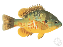 Pumpkinseed