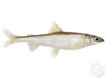 Pygmy Whitefish