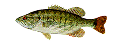 Redeye Bass