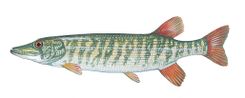Redfin Pickerel
