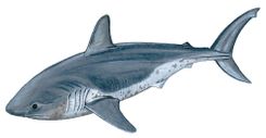 Salmon Shark