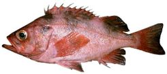 Sharpchin Rockfish