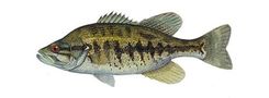 Shoal Bass