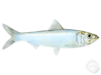 Skipjack Shad