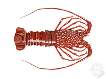 South African Lobster