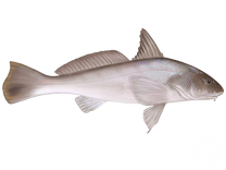 Southern Kingcroaker