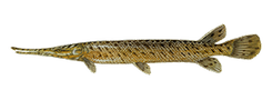 Spotted Gar