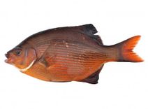 Striped Seaperch