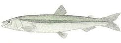 Surf Smelt