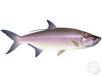 Tarpon fish