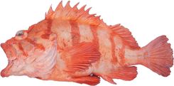 Tiger Rockfish