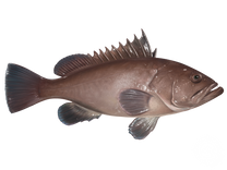 Warsaw Grouper
