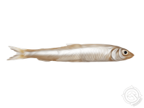 Whitebait Smelt