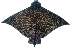 Whitespotted Eagle Ray