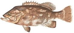 Wreckfish
