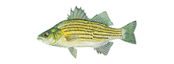Yellow Bass