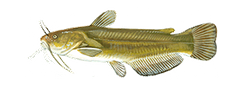 Yellow Bullhead