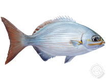 Yellow Sea Chub