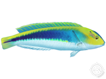 Yellowcheek Wrasse