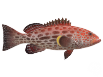 Yellowfin Grouper