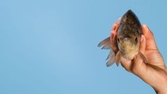 Trophy Fish Species: Why Guided Trips Increase Your Odds