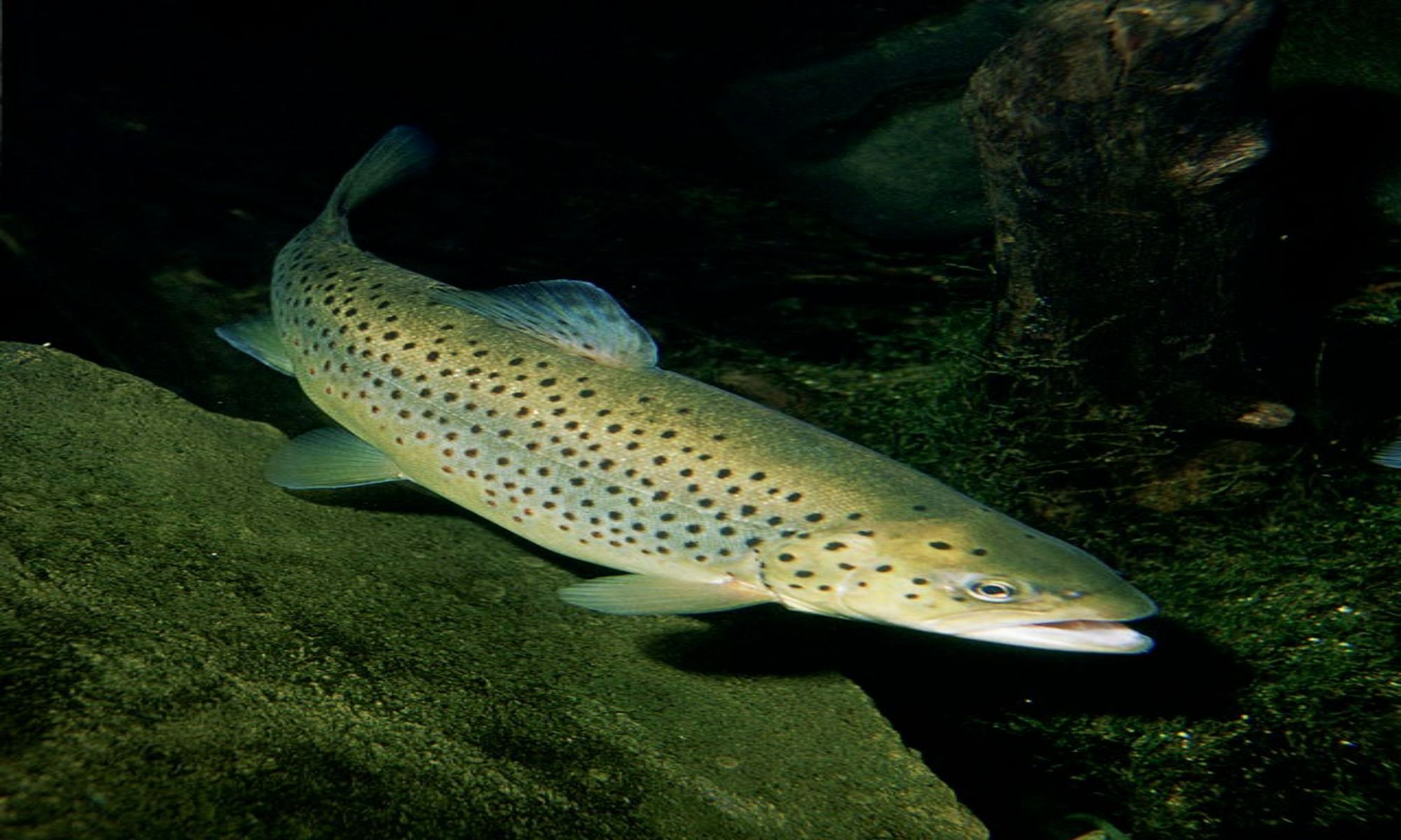5 Tips So Trout Won't See You