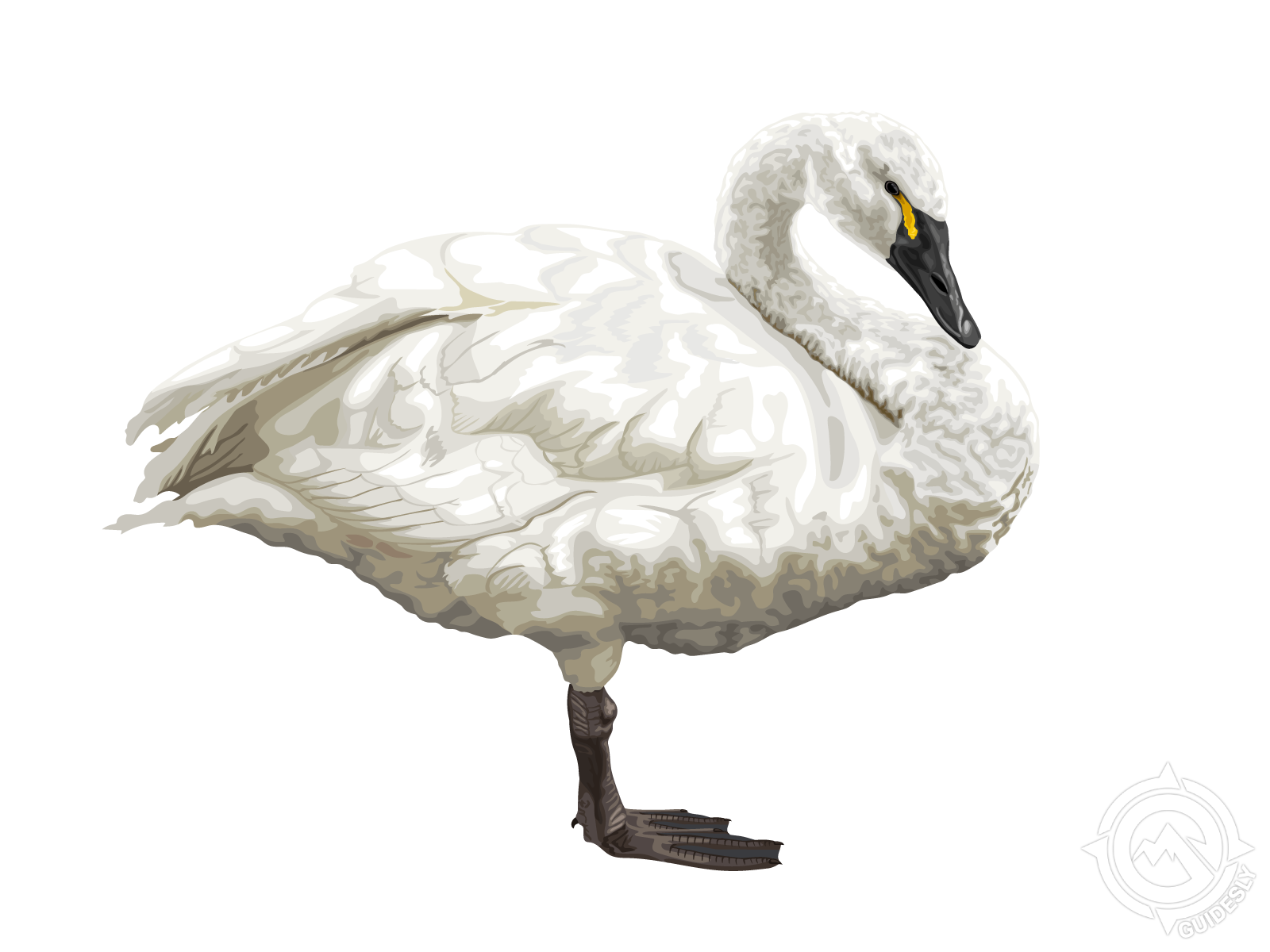 Tundra Swan