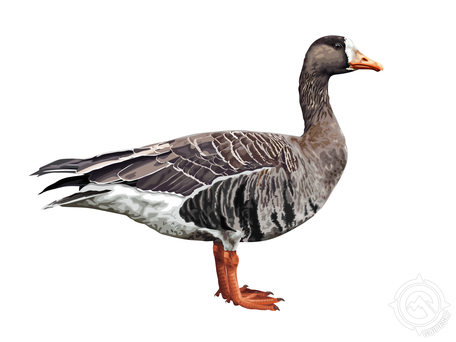 White-fronted Goose