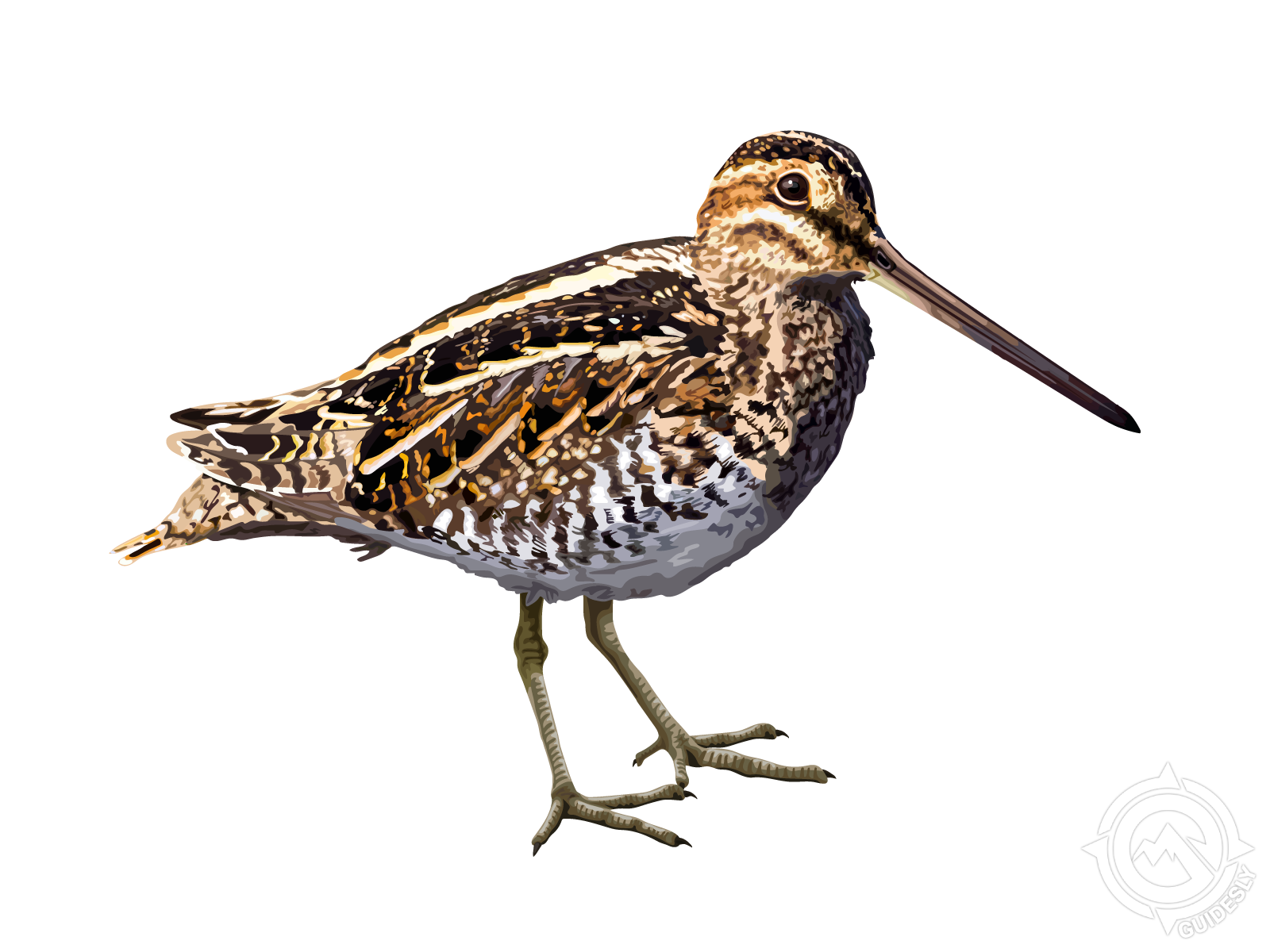 Wilson's Snipe (Common Snipe)