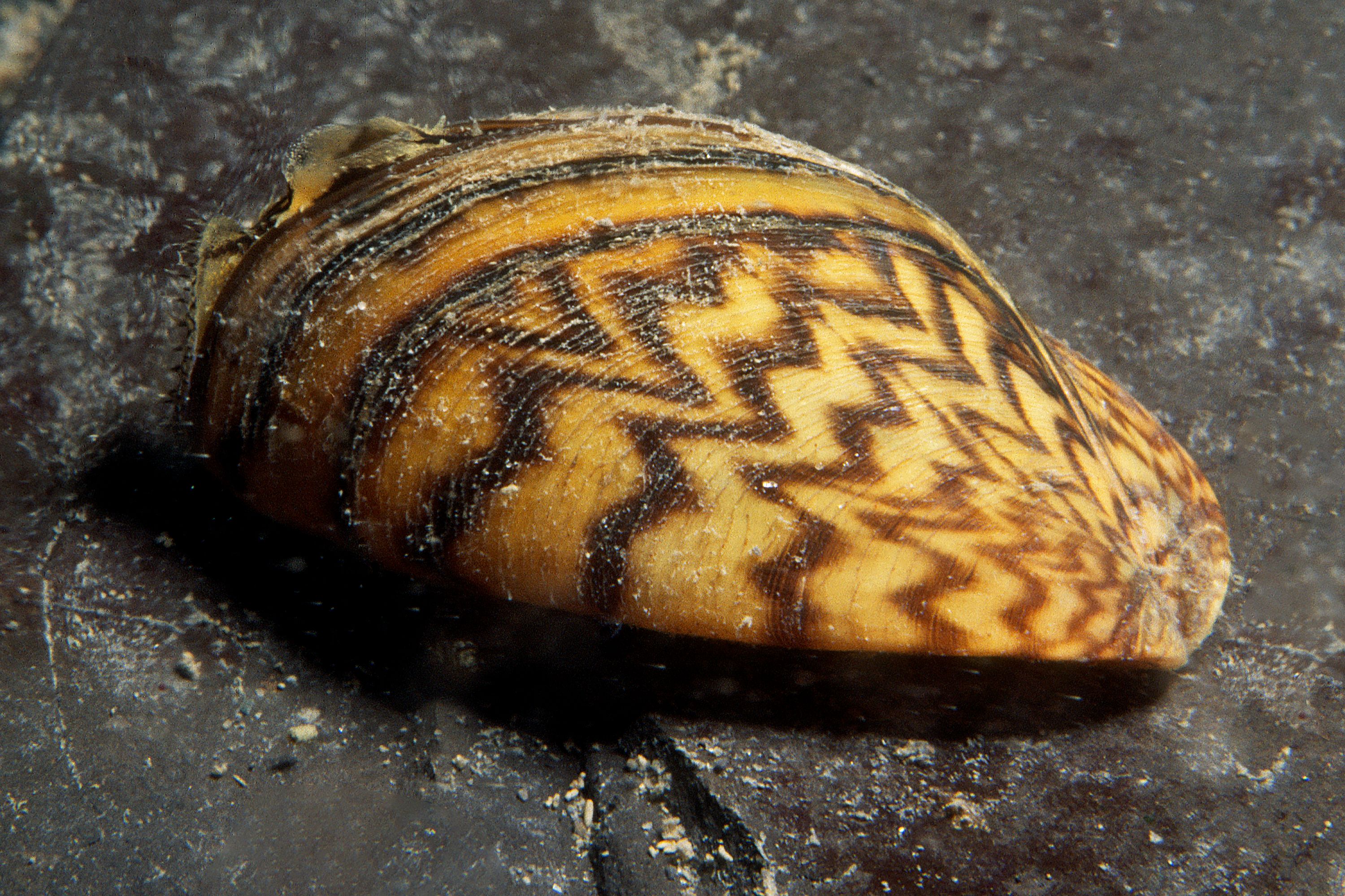 Zebra Mussel